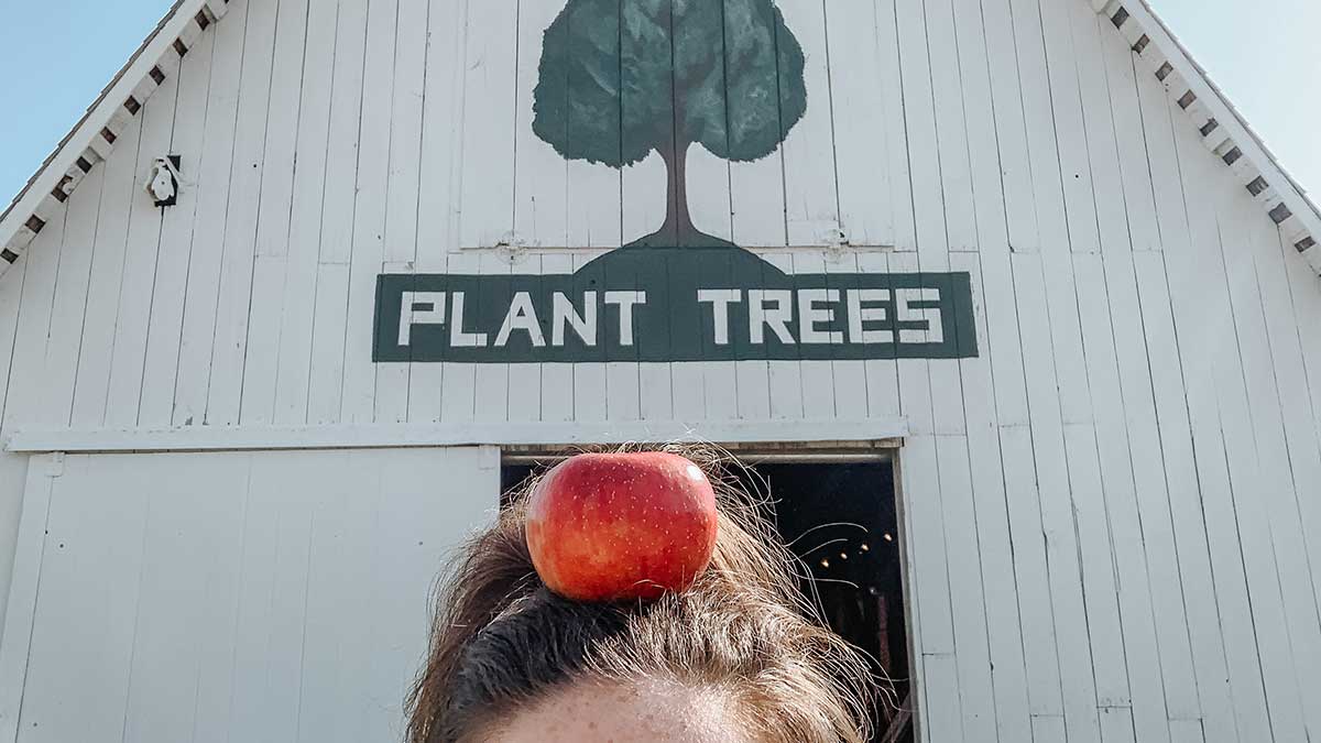 Fun with apples at the historic barns