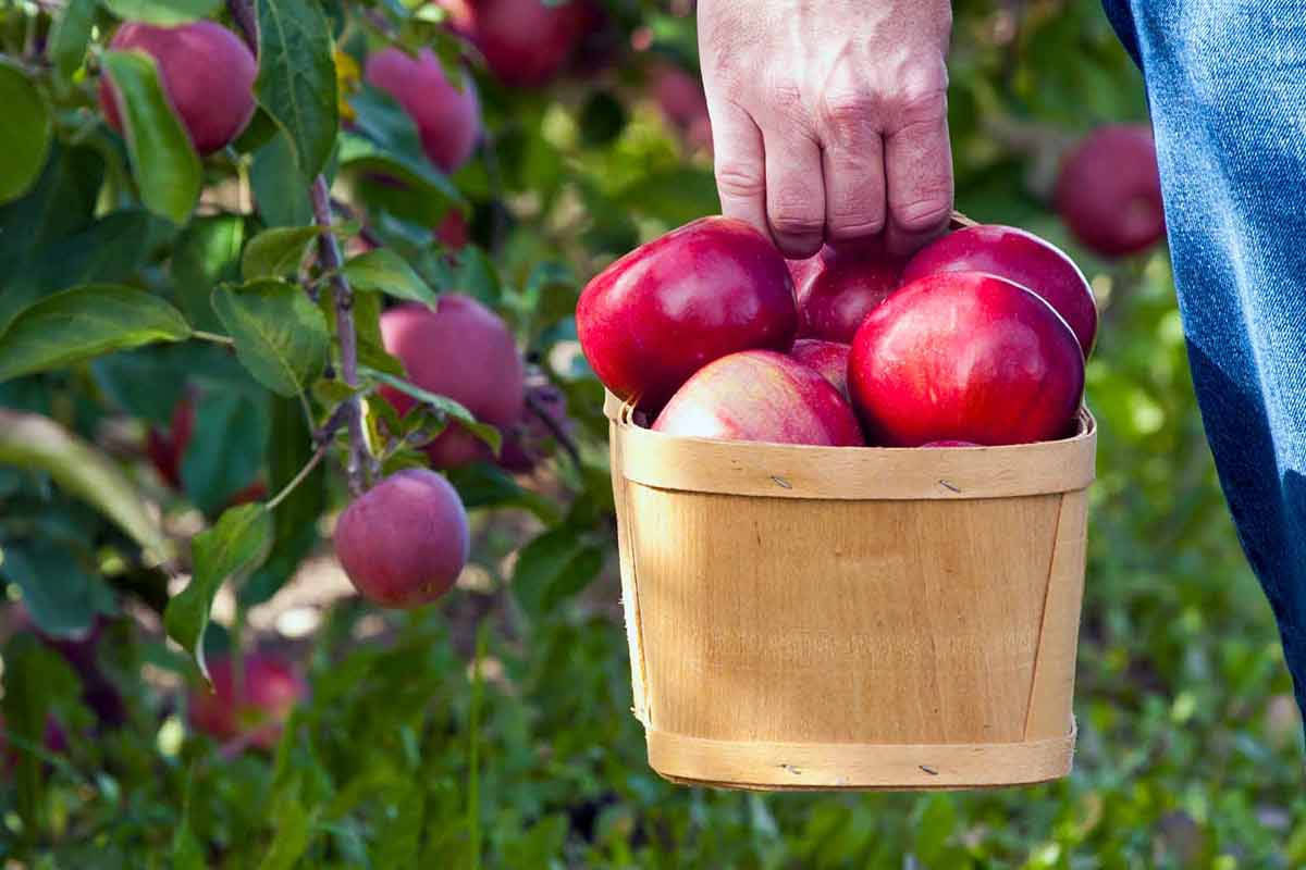 A man holding a bucket of apples in an apple orchard