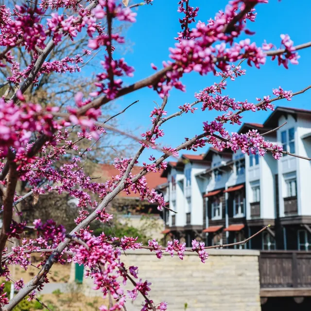 Lied Lodge stands behind a vibrant display of purple flowers in the foreground.