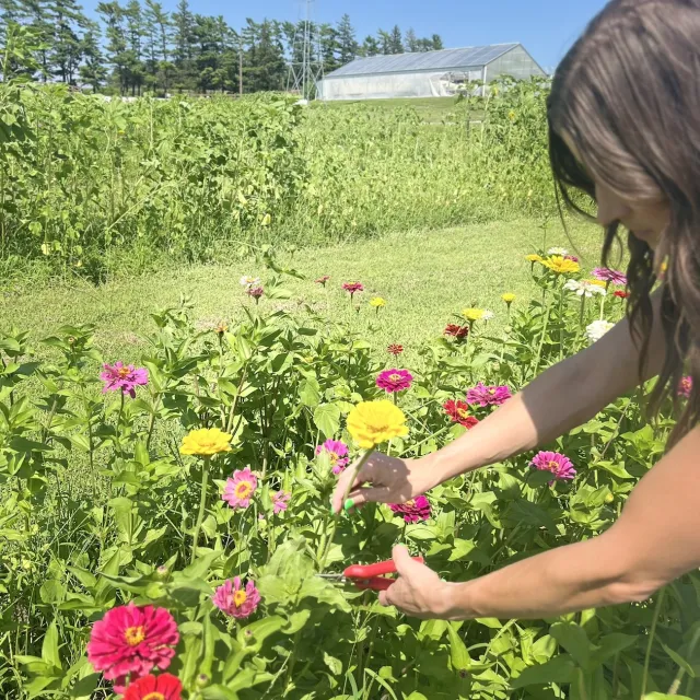A person trims vibrant zinnia flowers in a sunny garden, with a greenhouse and green fields in the background.