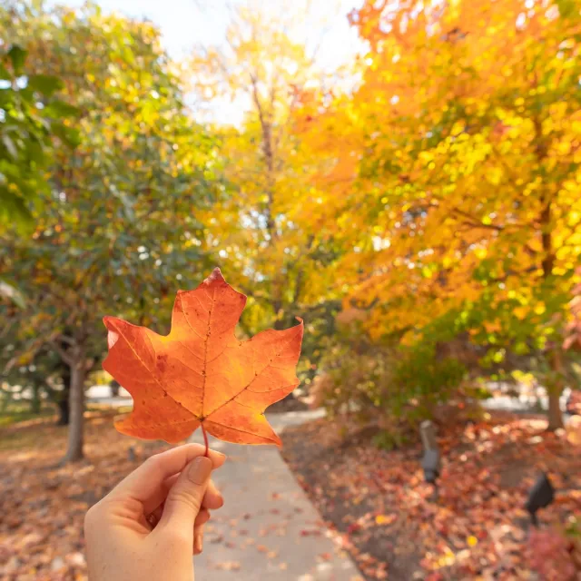 A hand holds a vibrant orange maple leaf against a backdrop of golden and green trees in an autumn park pathway.