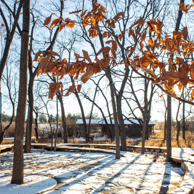 Barren trees with bright orange leaves stand against a clear sky, casting long shadows over a snow-covered path and distant cabin.