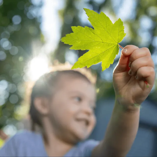 Little girl in a t-shirt with her hair in a ponytail holding up a leaf in the woods with the sun shining behind her.