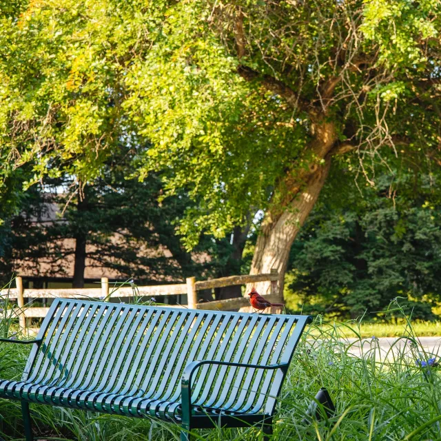 A green bench surrounded by tall grasses, with a red cardinal perched on the backrest, under a leafy tree.
