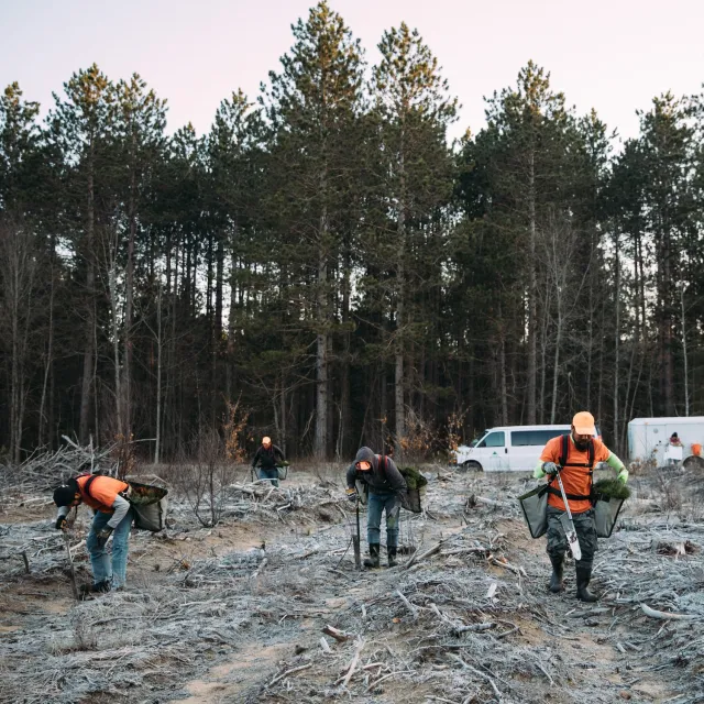 Forestry workers plant tree seedlings in a recently cleared forest area, with a stand of mature pine trees in the background.