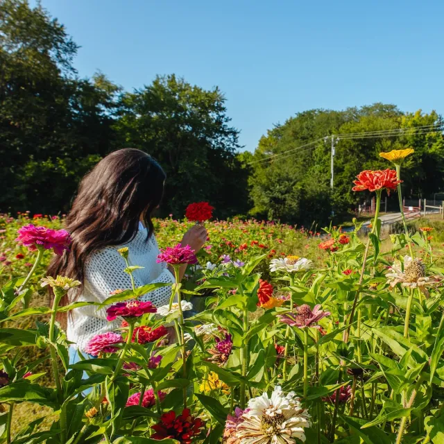 Woman with long dark hair in a white sweater stands in a colorful wildflower field holding a red flower under a clear blue sky.
