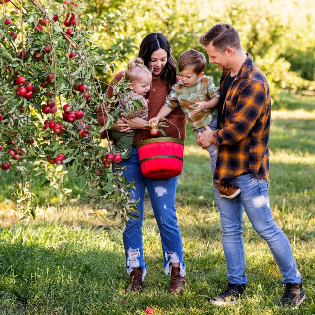 Family of four picking red apples together in a sunny orchard, holding a red basket and enjoying the outdoor activity.