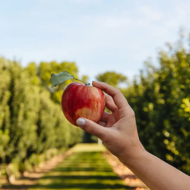 Hand holding a red apple with a leaf in an orchard with rows of apple trees under a clear sky.