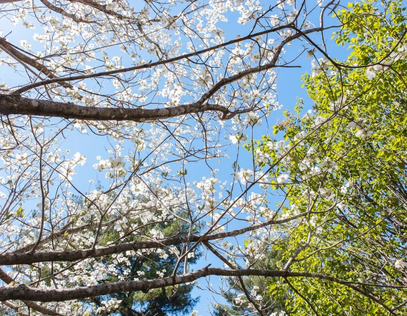 Branches adorned with white blossoms stretch across a bright blue sky, surrounded by vibrant green foliage.
