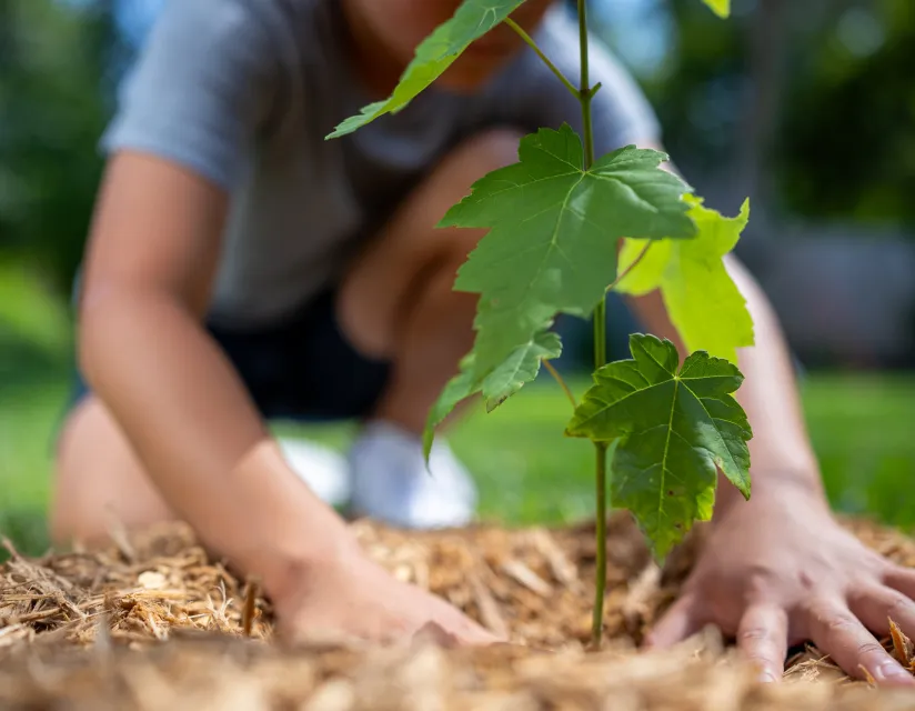 A person crouches down, gently placing their hands around a young green plant sprouting from mulch in a sunny garden setting.