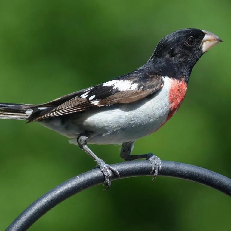 A striking male rose-breasted grosbeak perched on a black wire, showcasing its black head, white wings, and vibrant red chest against a green backdrop.