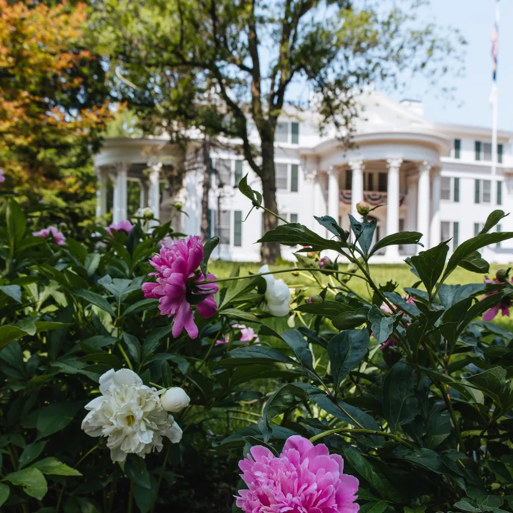 Pink and white peonies bloom in the foreground, with a grand, white mansion featuring large columns and lush green trees in the background.