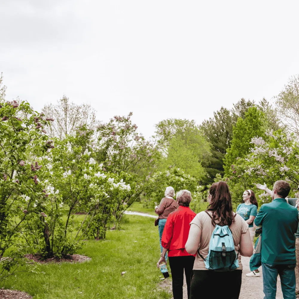 People outside on a tour walking down a path with blue skies overhead and walking through lilacs.