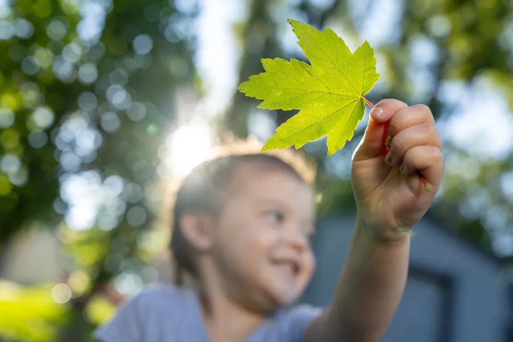Child holding up a green maple leaf outdoors with sunlight and trees in the blurred background.