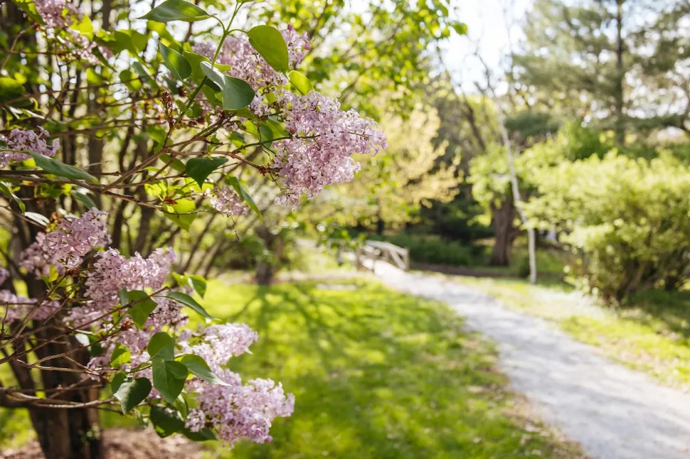 Lilacs and a gravel path surrounded by more greenery.