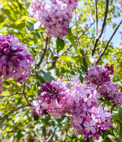 Delicate clusters of lilac flowers bloom amidst vibrant green foliage under a clear blue sky.