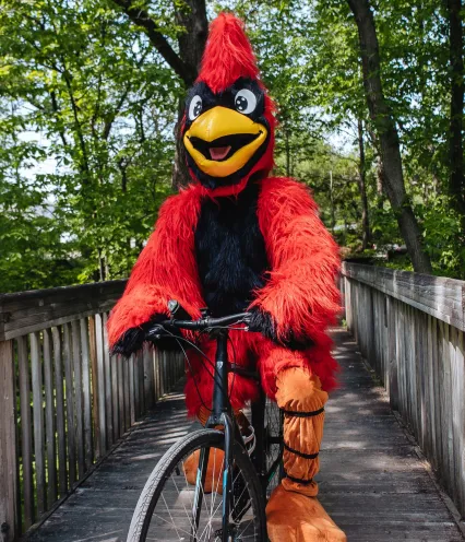 A cheerful cardinal mascot in a vibrant red and black costume rides a bike on a wooden bridge surrounded by greenery.