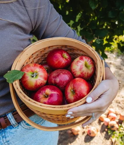 A person holds a basket filled with shiny, red apples, surrounded by apple trees in a sunny outdoor setting.