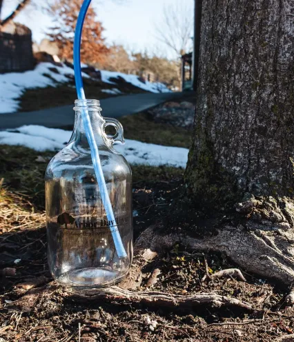A clear glass jug with a blue tube rests beside the base of a tree, surrounded by grass and remnants of snow.