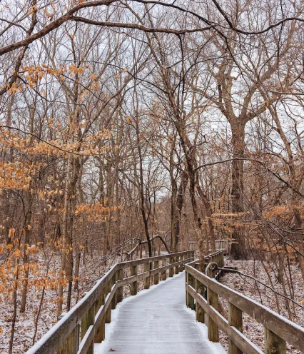 Wooden boardwalk covered in light snow, winding through a bare forest with leafless trees and patches of orange leaves, conveying a serene, wintery feel.
