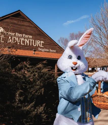 Easter bunny standing in front of a wooden building outside holding a basket of easter eggs.