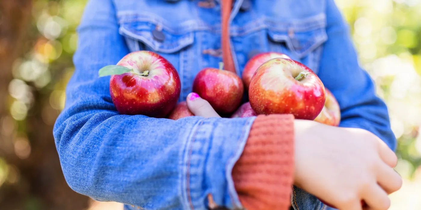 A girl in a denim jacket holds several shiny red apples close to their chest, surrounded by a soft-focus orchard background.