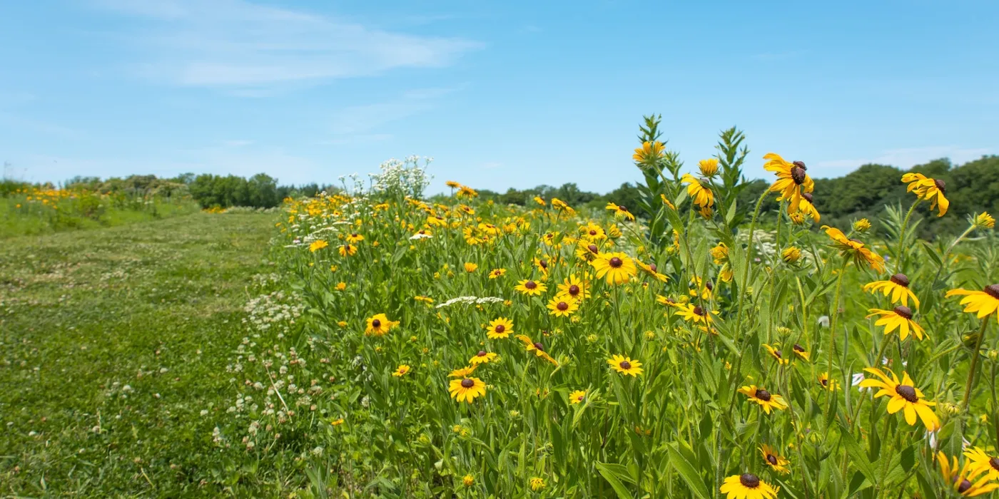 A vibrant field of yellow coneflowers and greenery under a clear blue sky, with a gentle slope in the background.