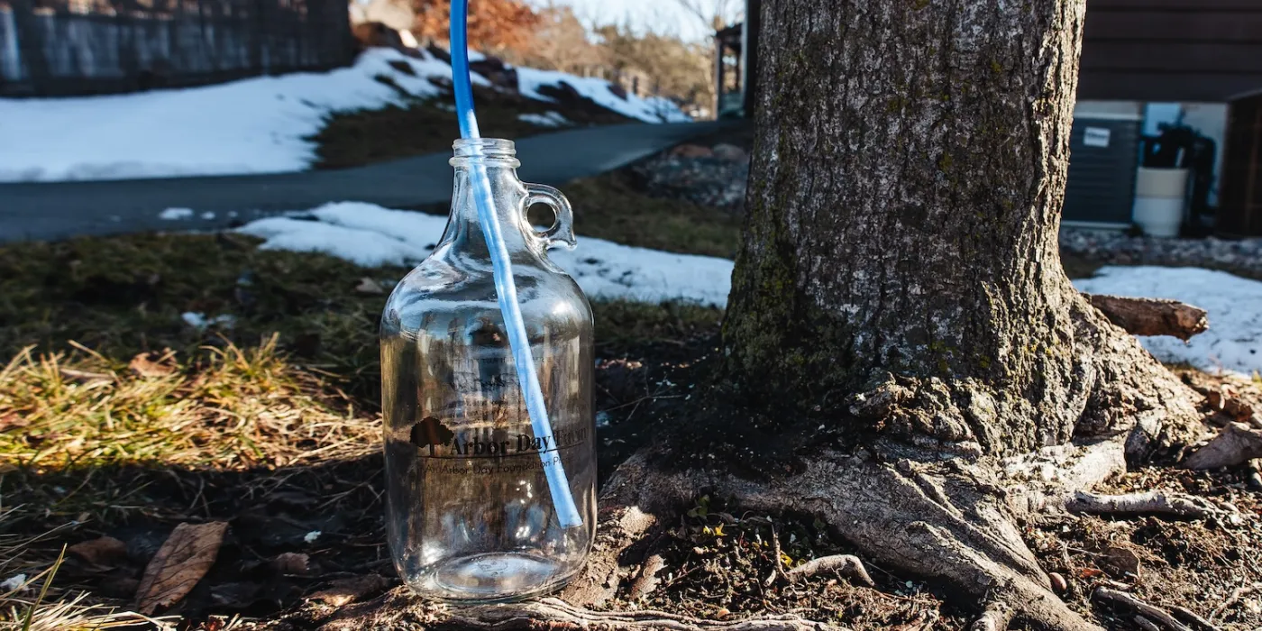 A clear glass jug with a blue tube rests beside the base of a tree, surrounded by grass and remnants of snow.