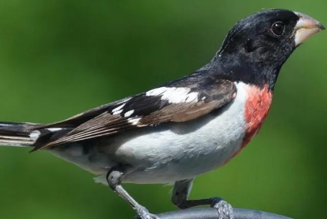 A colorful Rose-breasted Grosbeak perched on a branch, showcasing its striking black cap, rosy chest, and white wings against a blurred green background.