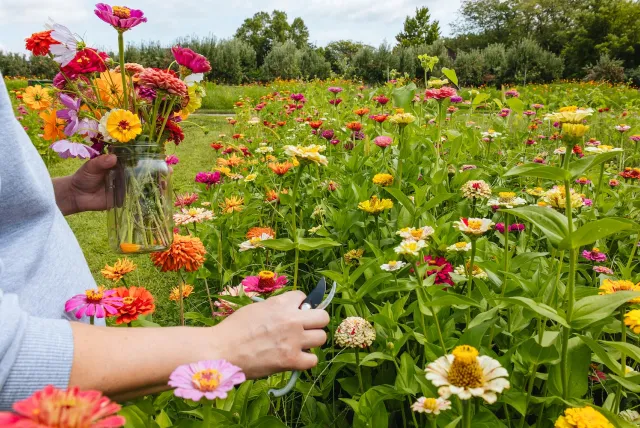 A person holds a bouquet of colorful flowers in one hand and uses scissors to cut a flower in a field of blooming zinnias.