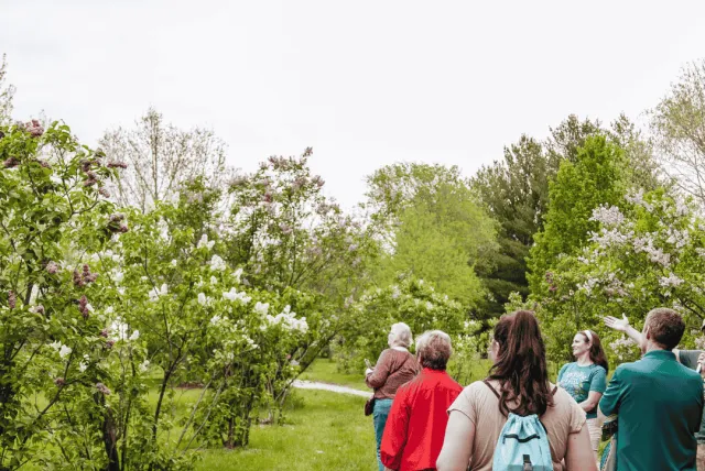 People outside on a tour walking down a path with blue skies overhead and walking through lilacs.