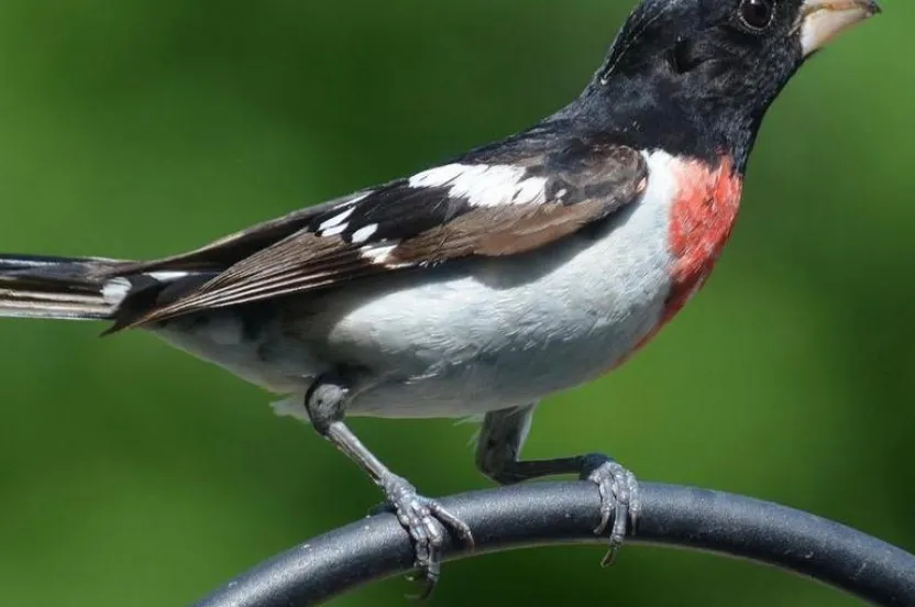 A striking male rose-breasted grosbeak perched on a black wire, showcasing its black head, white wings, and vibrant red chest against a green backdrop.