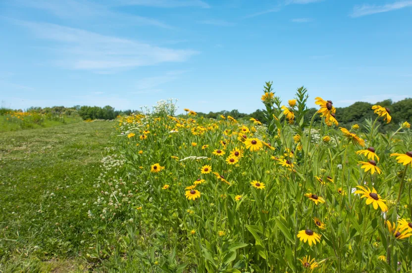 A vibrant field of yellow coneflowers and greenery under a clear blue sky, with a gentle slope in the background.