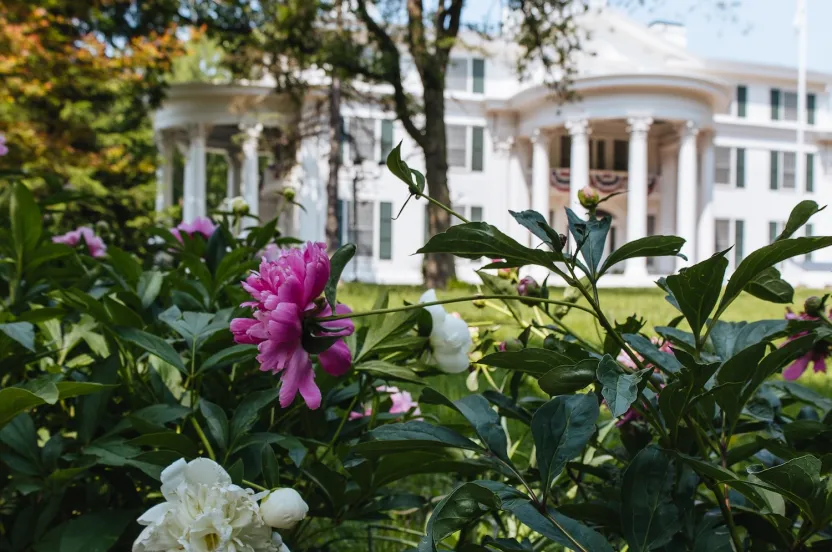 Pink and white peonies bloom in the foreground, with a grand, white mansion featuring large columns and lush green trees in the background.