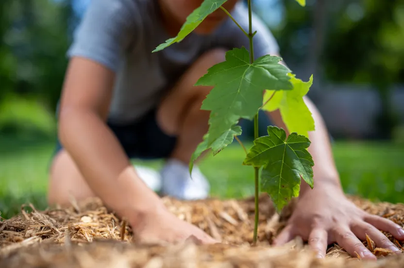 A person crouches down, gently placing their hands around a young green plant sprouting from mulch in a sunny garden setting.
