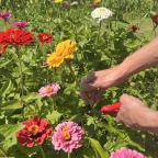 A hand with green nail polish uses scissors to cut a vibrant zinnia among a colorful flower garden filled with various blossoms.