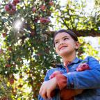 A person in a denim jacket holds red apples, surrounded by sunlit apple trees laden with ripe fruit.