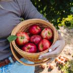 A person holds a basket filled with shiny, red apples, surrounded by apple trees in a sunny outdoor setting.