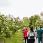 People outside on a tour walking down a path with blue skies overhead and walking through lilacs.